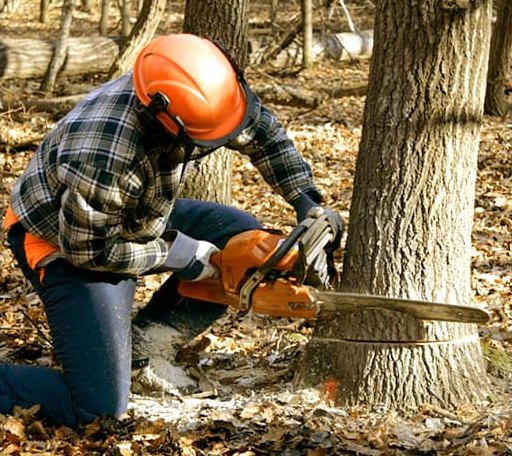 Tree Removal in New Liberty, KY